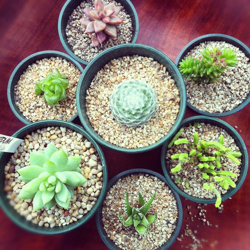 El hobby de coleccionar plantas