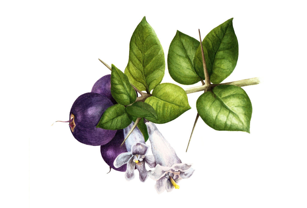 Arrayán macho - Rhaphithamnus spinosus - andrea ugarte
