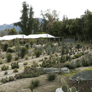 El mejor museo de cactus de Chile: Cactario Alvaralto