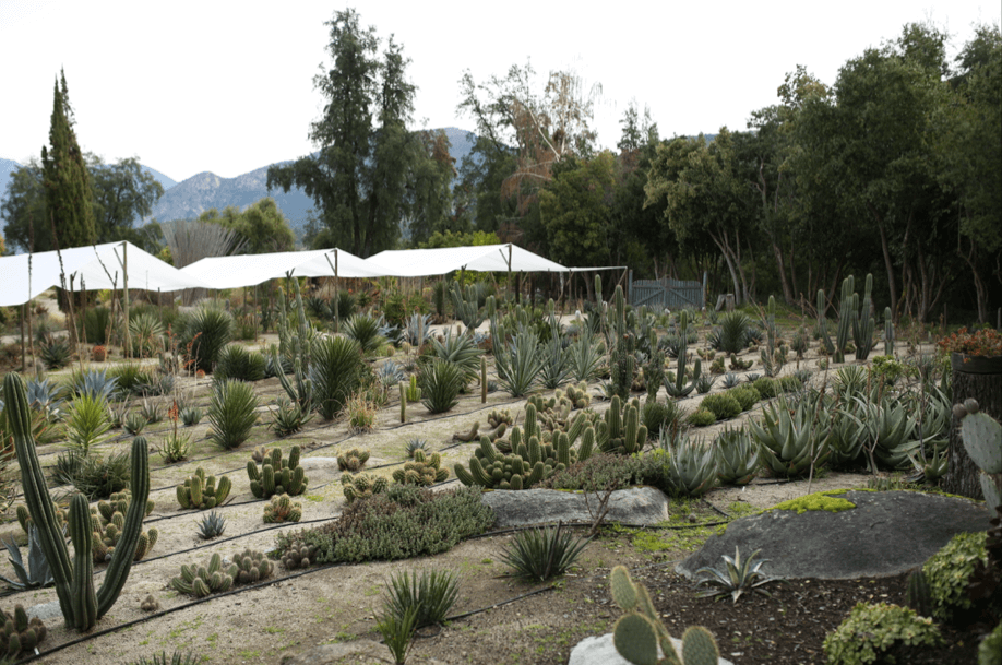 El mejor museo de cactus de Chile: Cactario Alvaralto