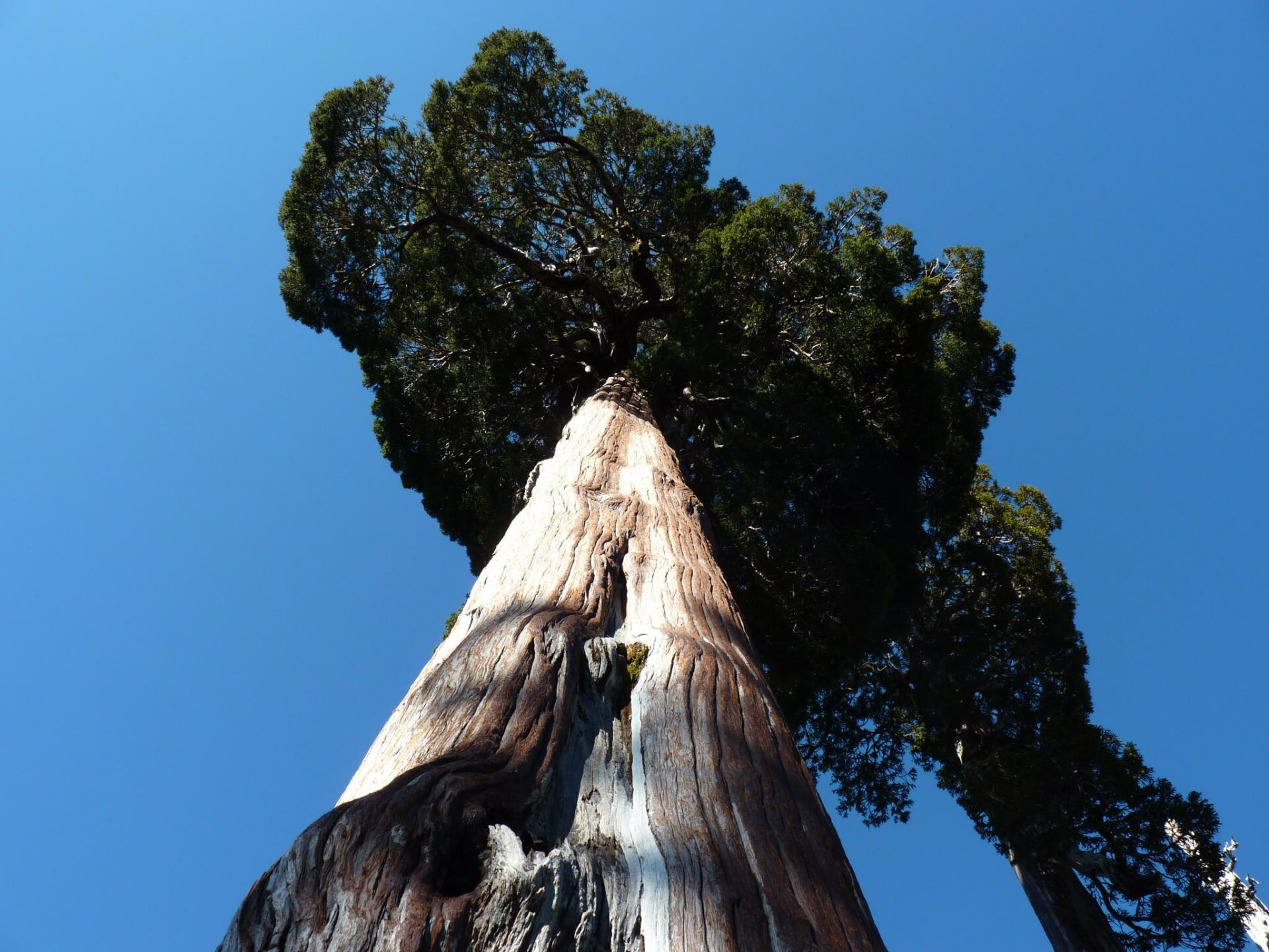 Las plantas más amenazadas de Chile