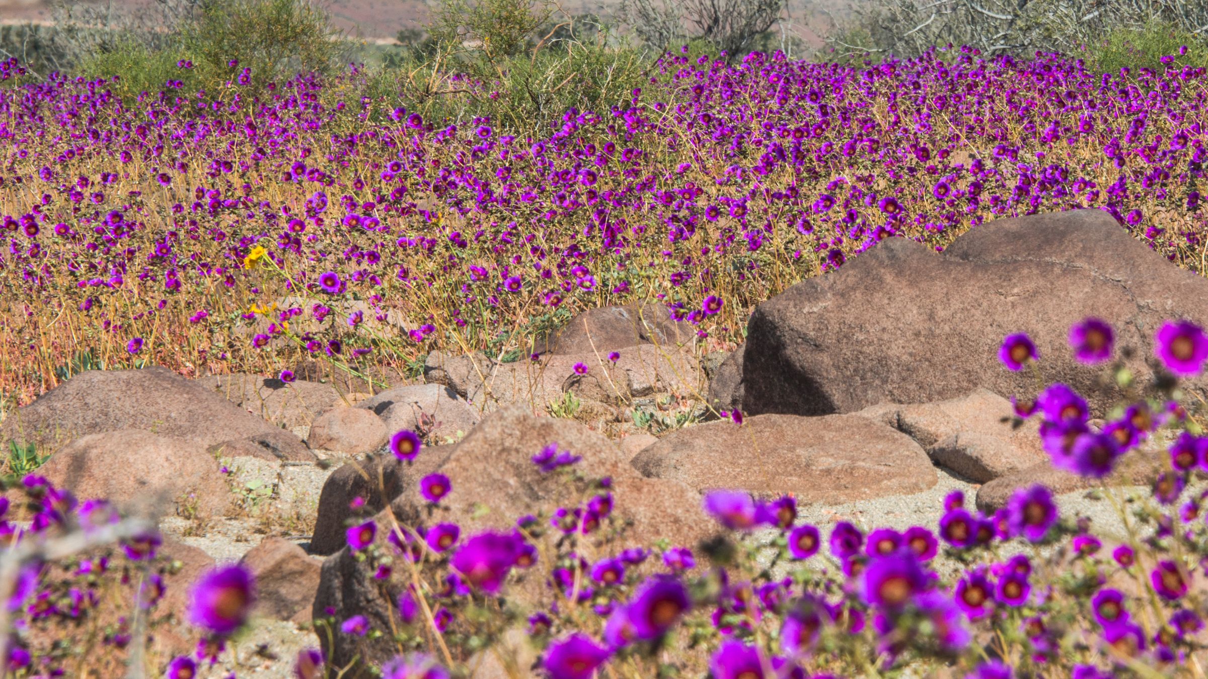 El Desierto Florido, mucho más que flores…