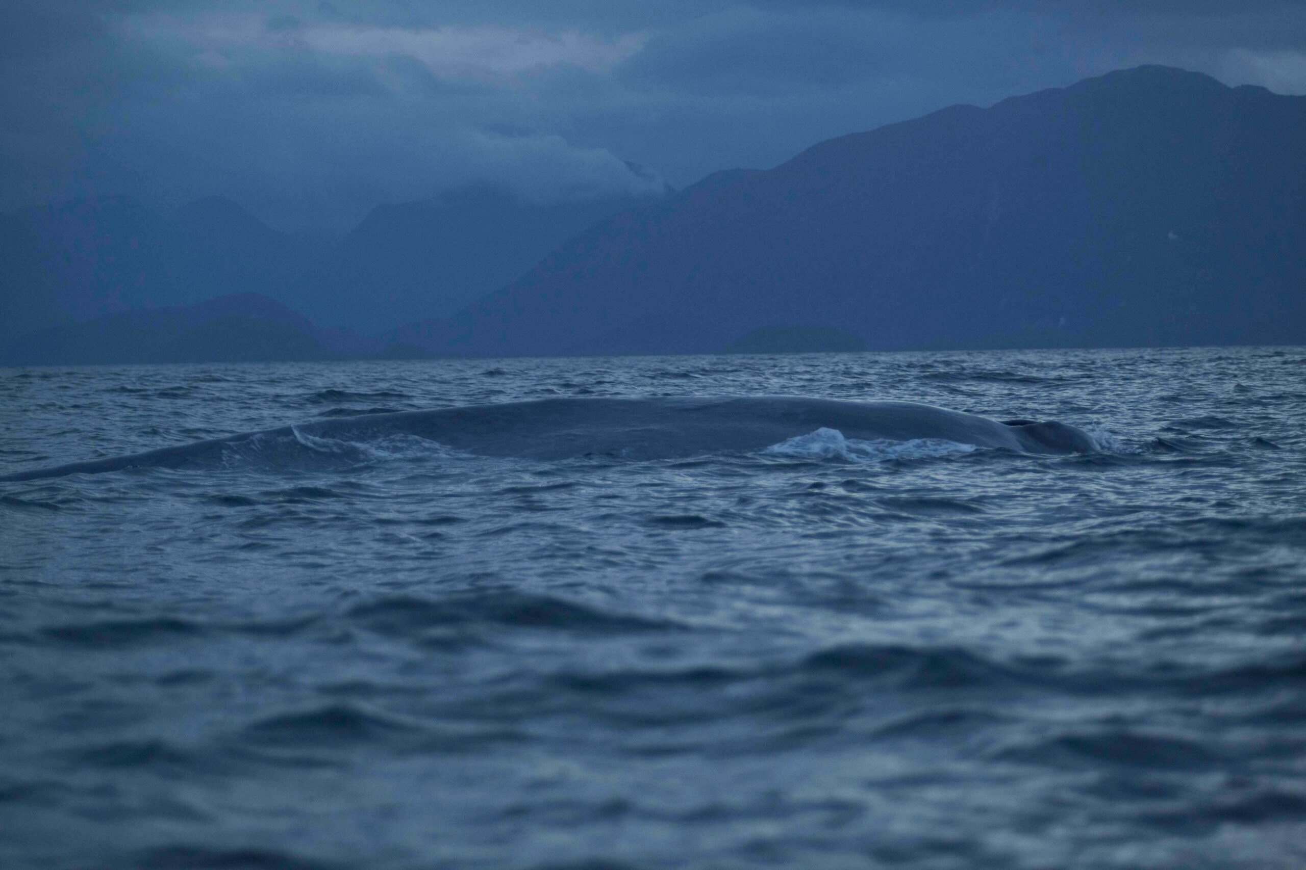 En busca de la majestuosa Ballena Azul: el animal más grande del mundo