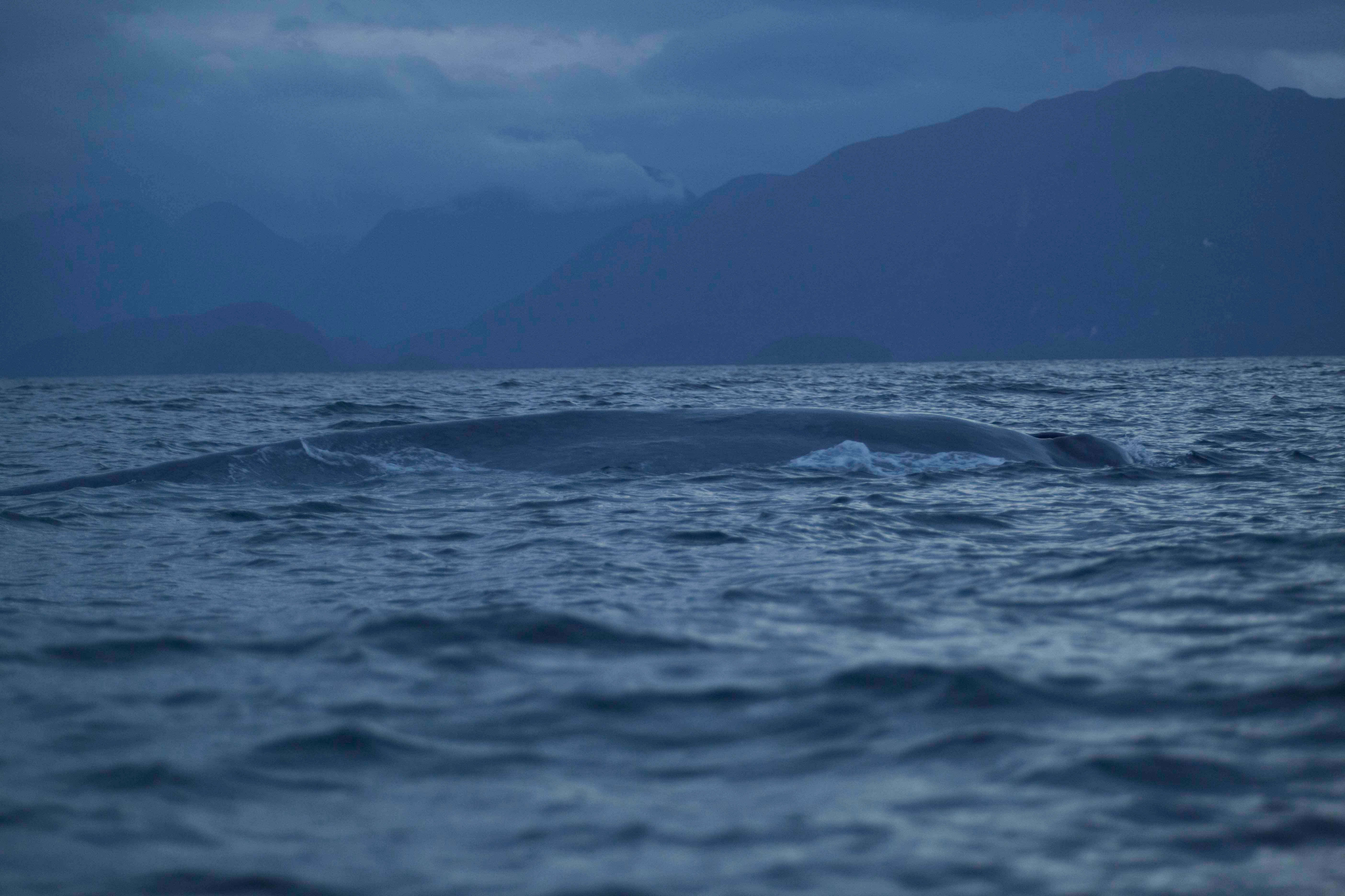 La majestuosa ballena azul surcando los mares australes © Daniel Casado