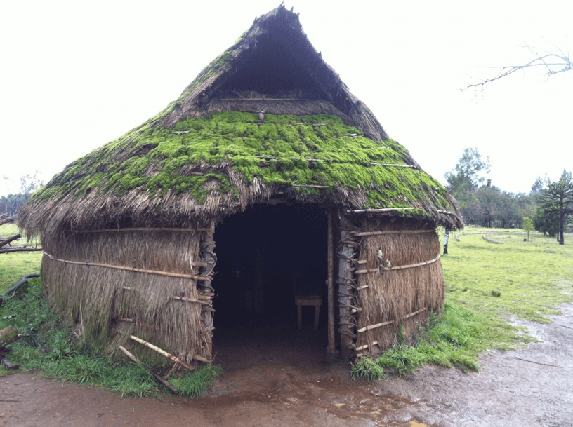 El canelo: árbol sagrado Mapuche