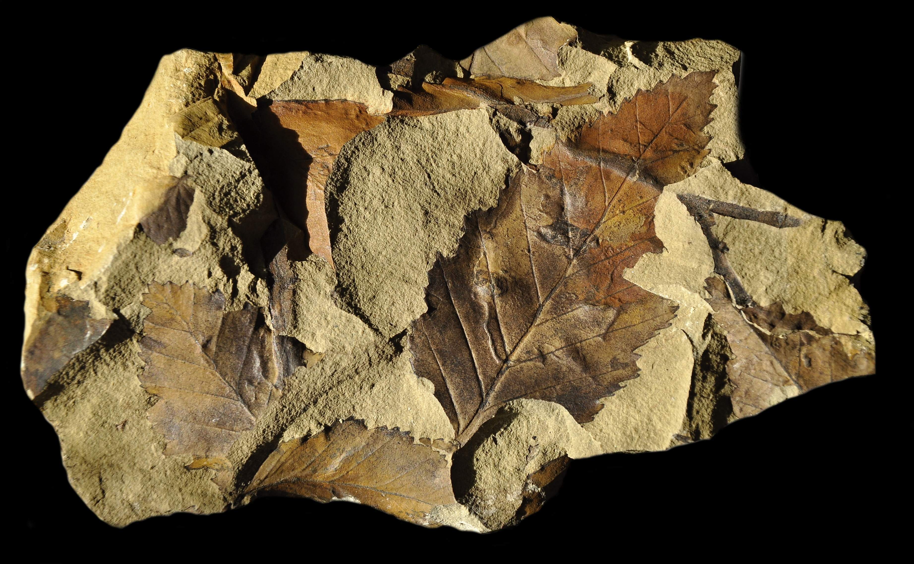 Hojitas fósiles de roble Nothofagus variabilis © José Luis Oyarzún B