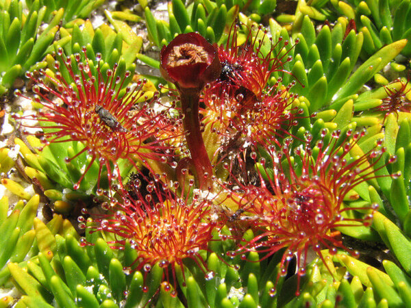 Drosera Uniflora Willd (Fuente: Enciclopedia de la Flora Chilena)