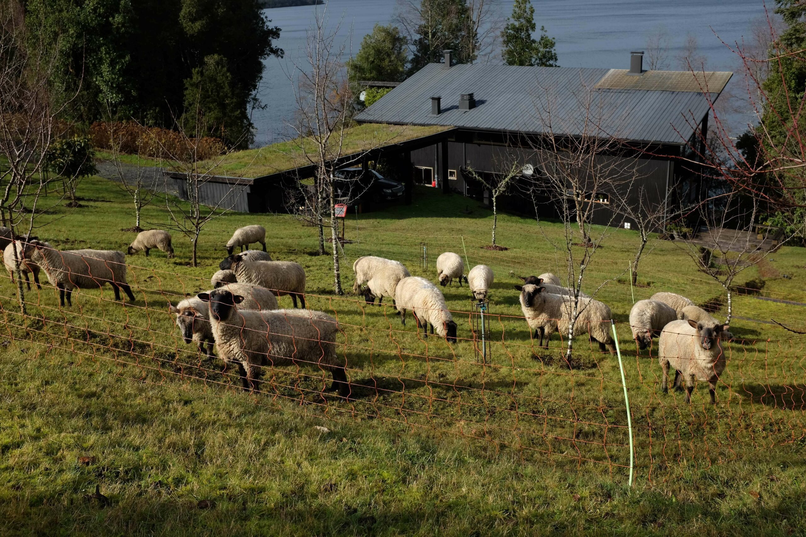 Mantención de jardines con ovejas: la propuesta de «Efecto Manada»