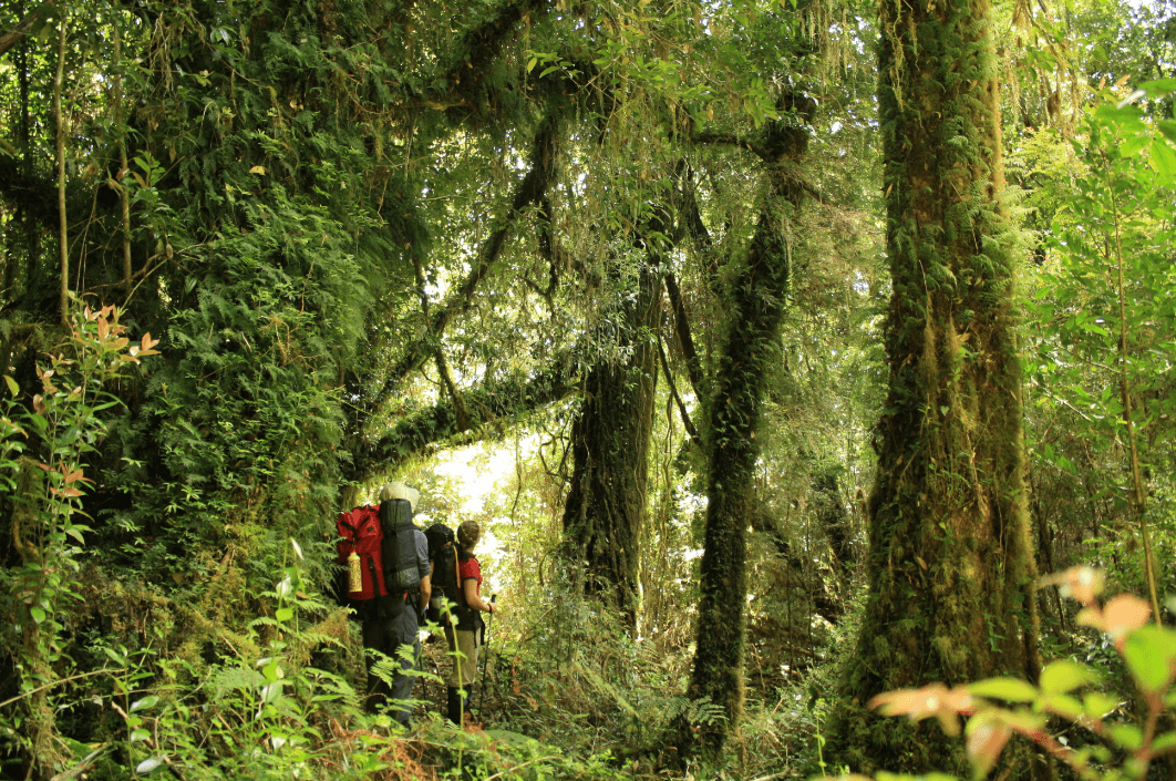 10 años del Parque Tantauco, ubicado al sur de la Isla Grande de Chiloé