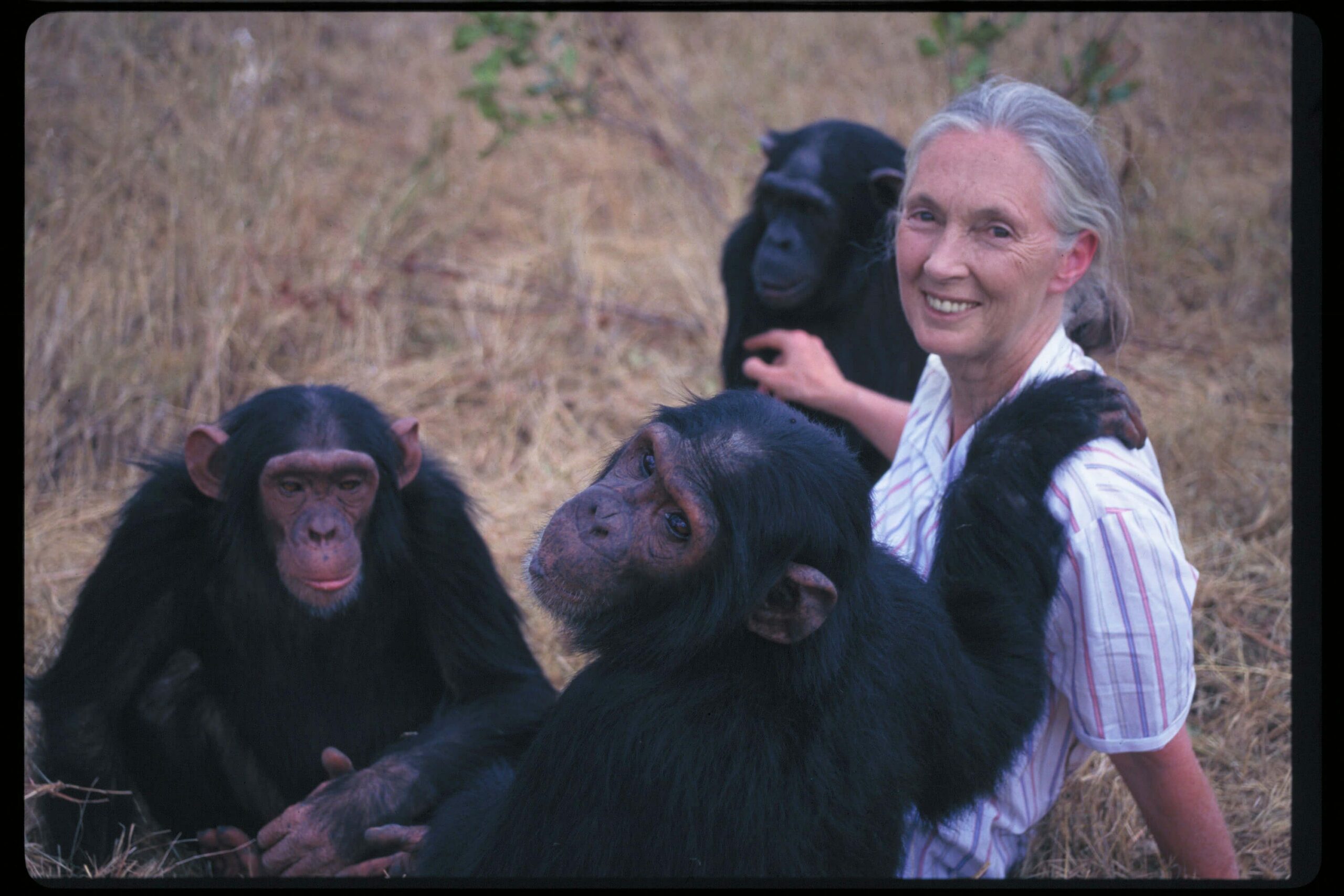 Jane Goodall en Chile