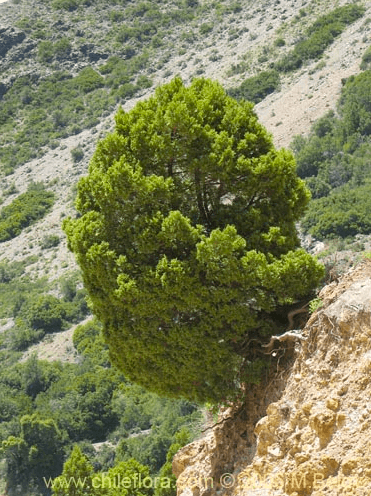 El Ciprés de la Cordillera (Austrocedrus chilensis). Fuente: Chile Flora