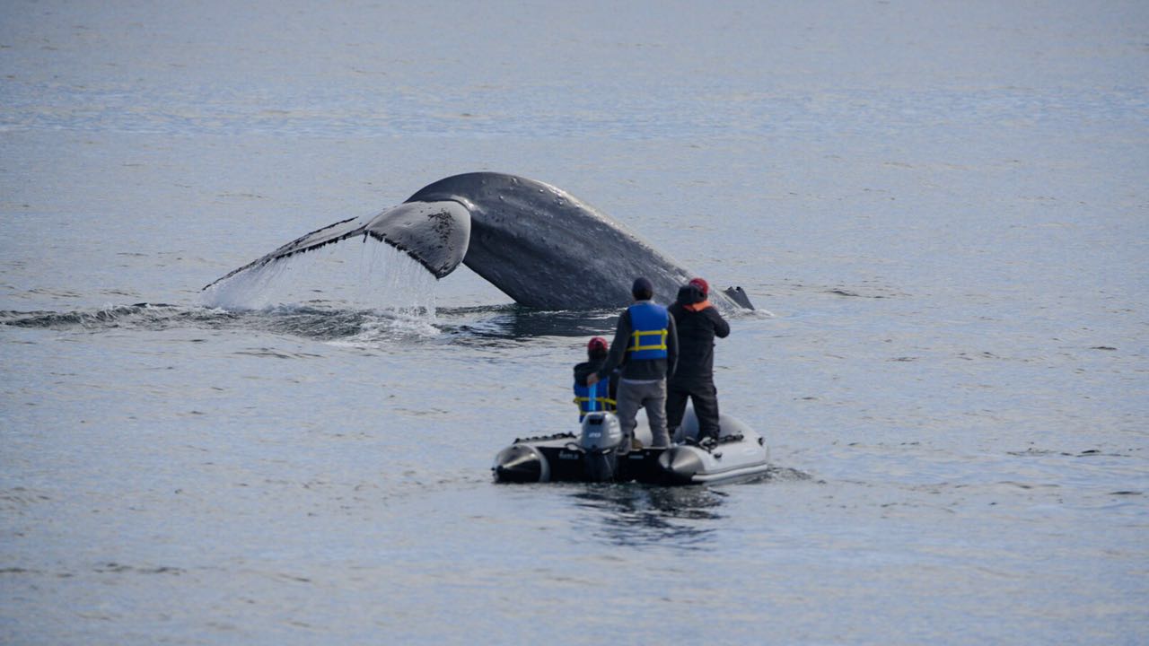 El equipo de Crónicas Animales grabando ballenas en el sur de Chile ©Christian Muñoz Salas