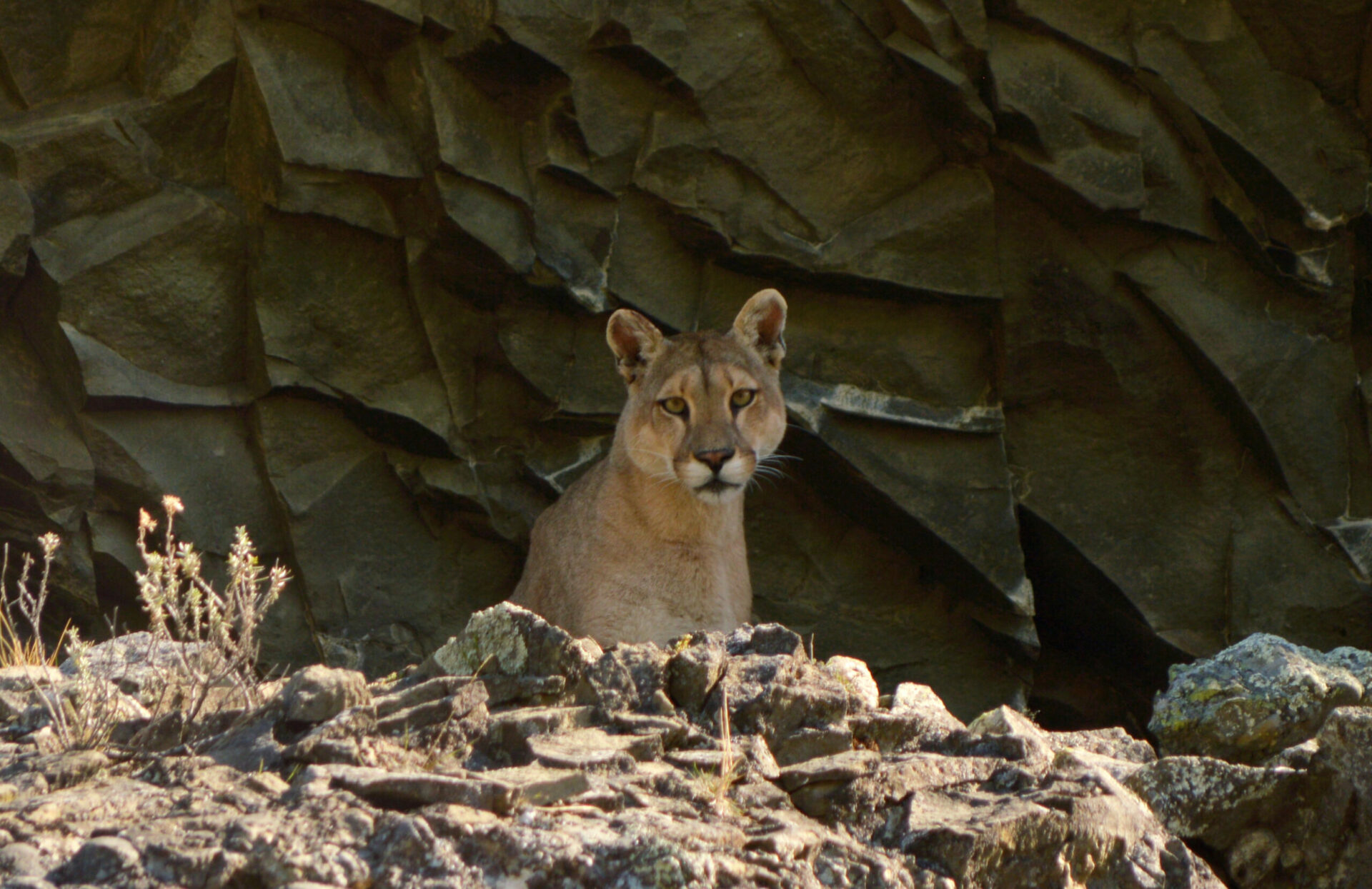 Tras las huellas del puma en Torres del Paine, Chile