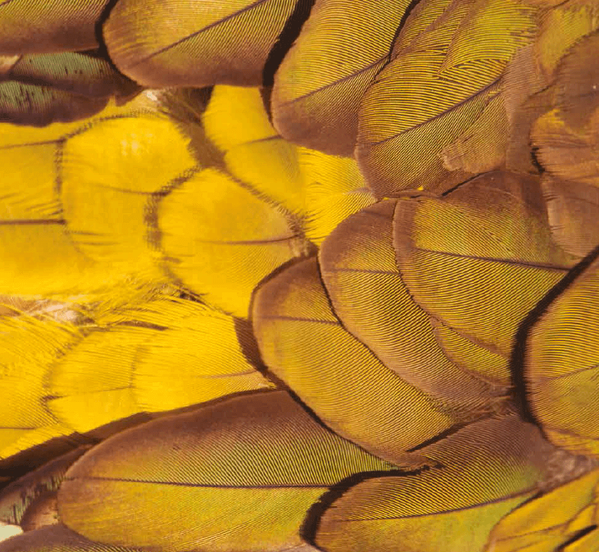 Detalle del plumaje de un loro tricahue (Cyanoliseus patagonus). Imagen del libro “Fauna chilena amenazada, 32 especies para conservar” (© José Cañas)