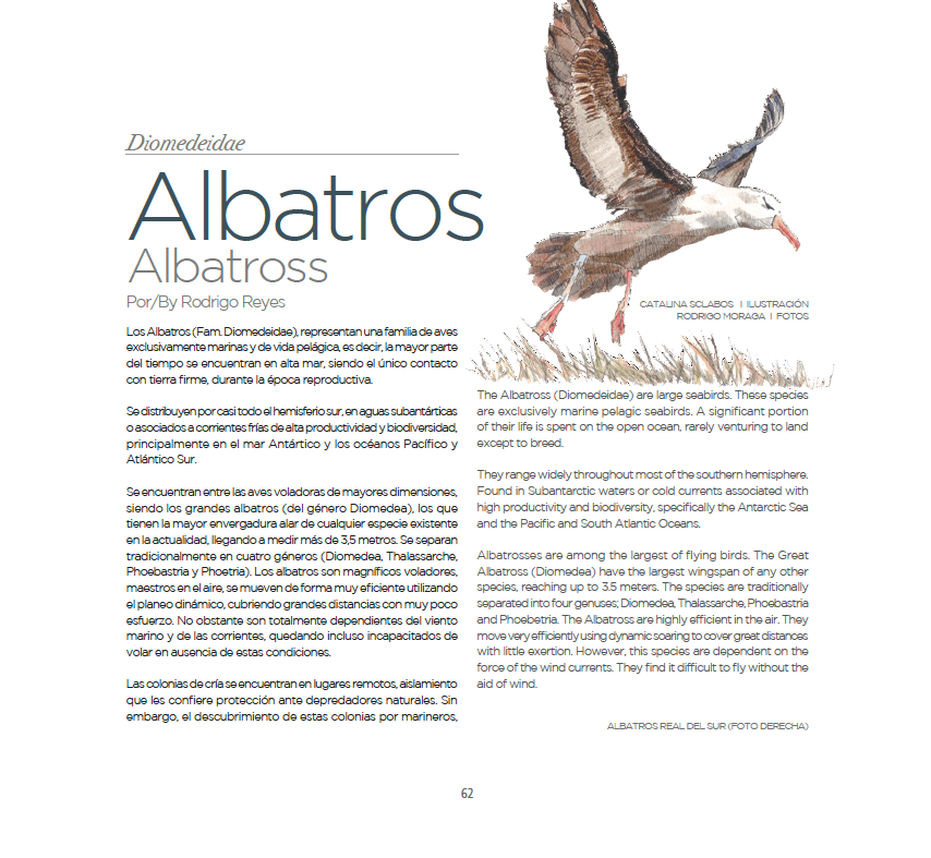 Imagen de la página del libro “Fauna chilena amenazada, 32 especies para conservar” que cuenta sobre los albatros (ilustración de © Catalina Sclabos)