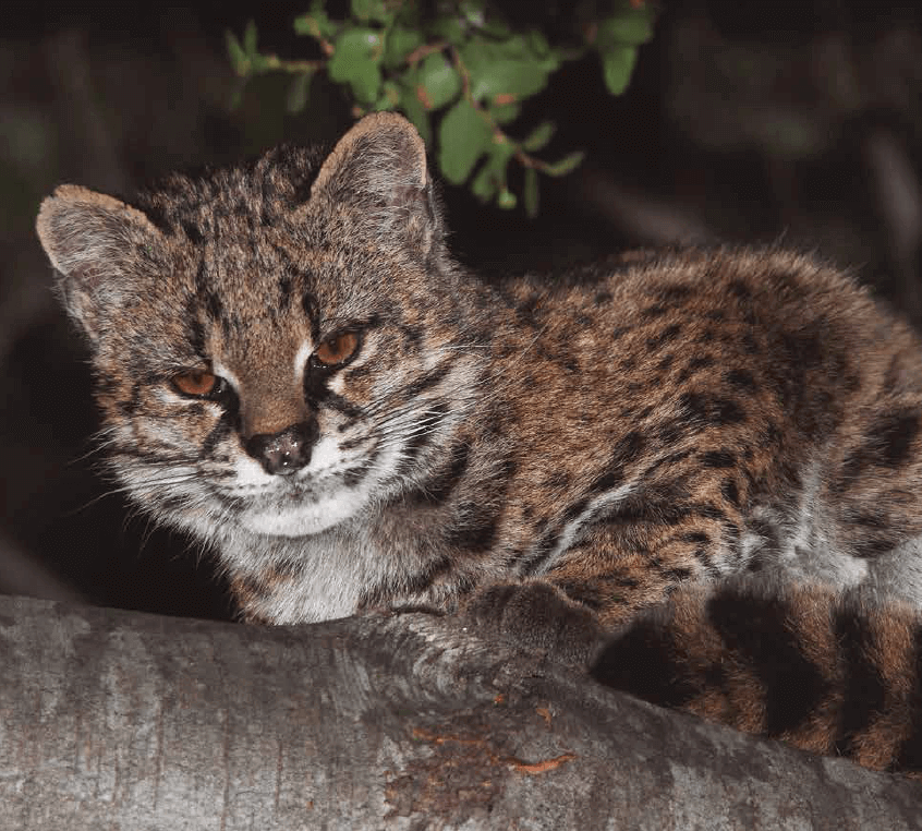 Guiña (Leopardus guigna). Fotografía del libro “Fauna chilena amenazada, 32 especies para conservar” (©José Cañas)