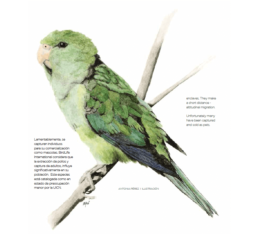 Ilustración de un perico cordillerano (Psilopsiagon aurifrons). Imagen del libro “Fauna chilena amenazada, 32 especies para conservar” (© Antonia Pérez)