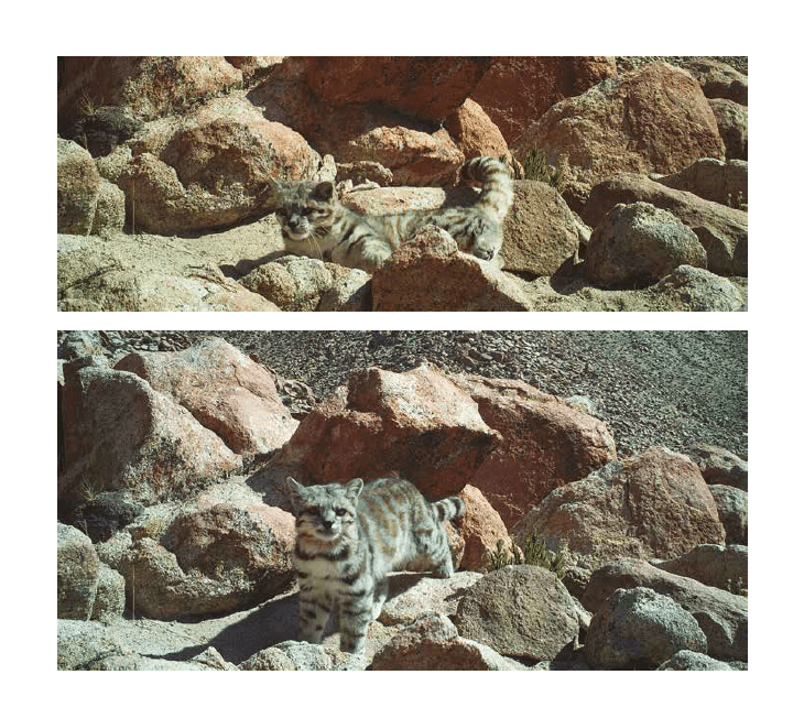 Gato andino (Leopardus jacobita). Imágenes del libro “Fauna chilena amenazada, 32 especies para conservar” (© Alianza Gato Andino – Chile)