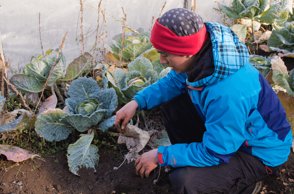 Isaac Huenchunao recolectando verduras de su huerto para nuestro almuerzo. © Antonia Pérez