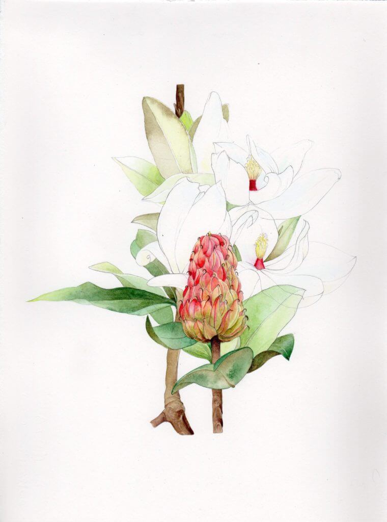 “Magnolia gradiflora”, 2013