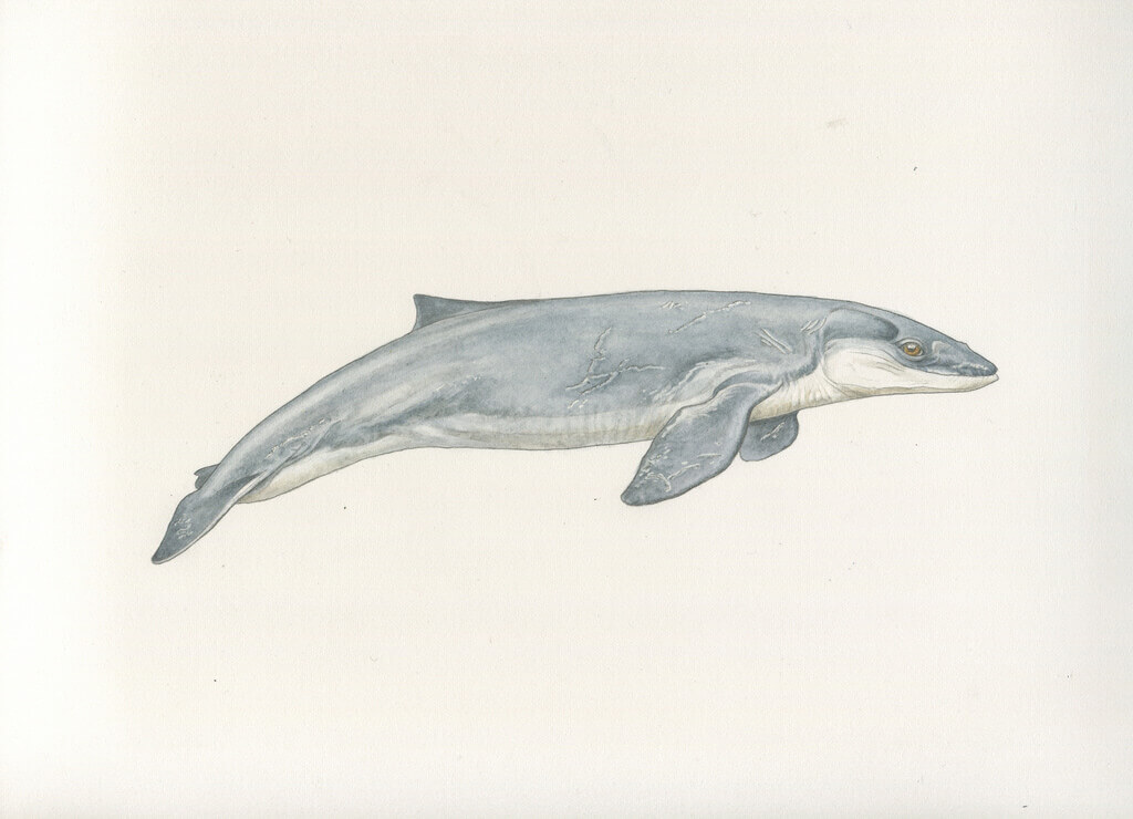 Janjocetus (lustración recreada de ilustraciones científicas). Acuarela que realizó Patricia junto con su hermana Constanza, en 2015, para la muestra “Cetáceos, de la tierra al mar” del Museo Nacional de Historia Natural.