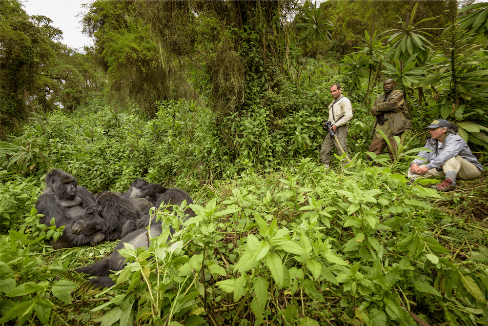 Entre las expediciones al extranjero que ofrece Natphoto está la posibilidad de visitar el Parque Nacional Virunga en África, donde habitan los gorilas de montaña.