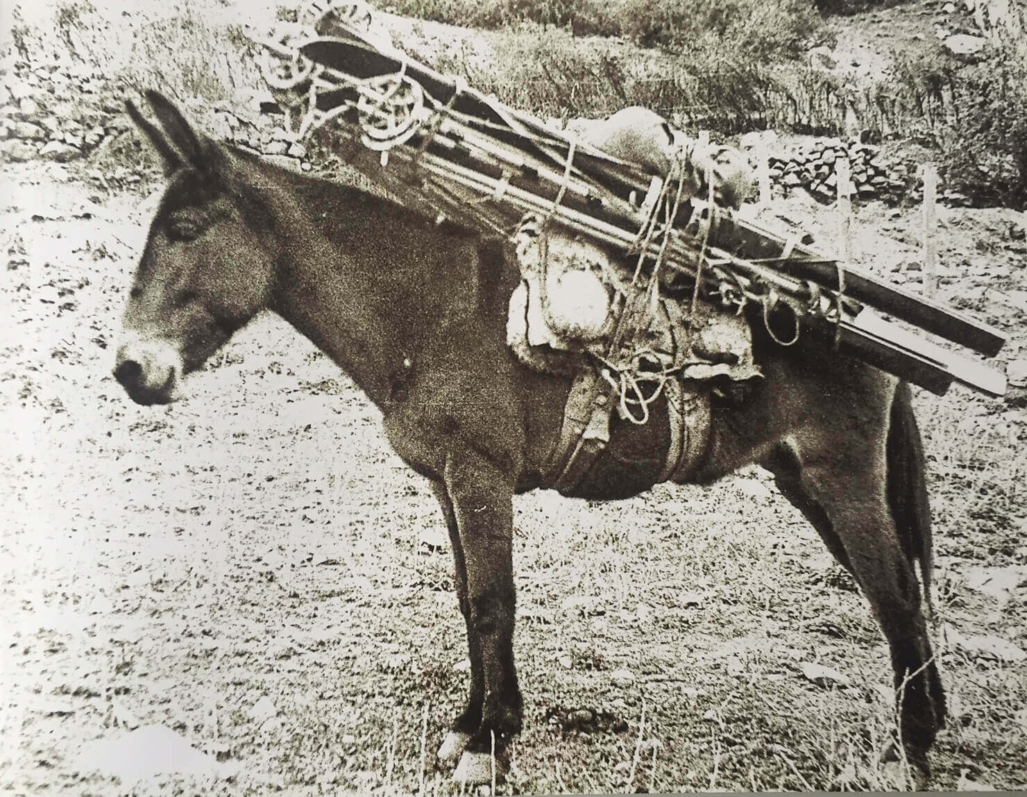 Las mulas fueron indispensables para los primeros esquiadores de Farellones (© CAF)
