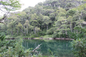 Lago Verde dentro del Parque Nacional Huerquehue.