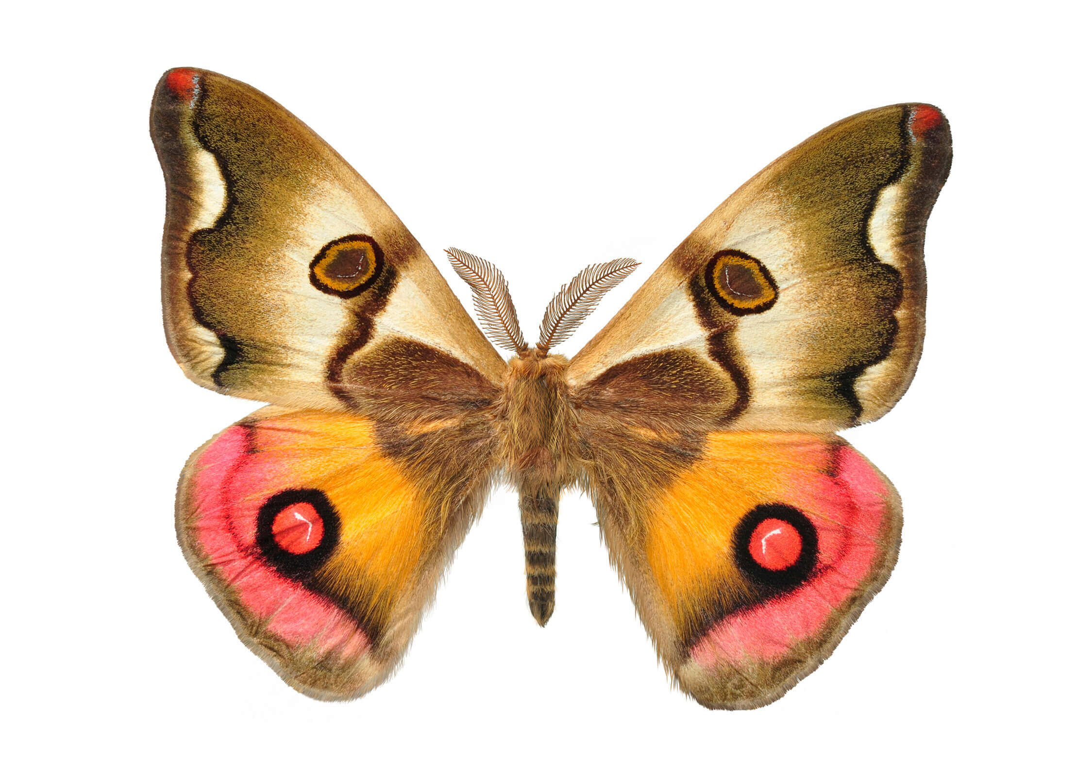 Micra, la revolución de las mariposas en Chile