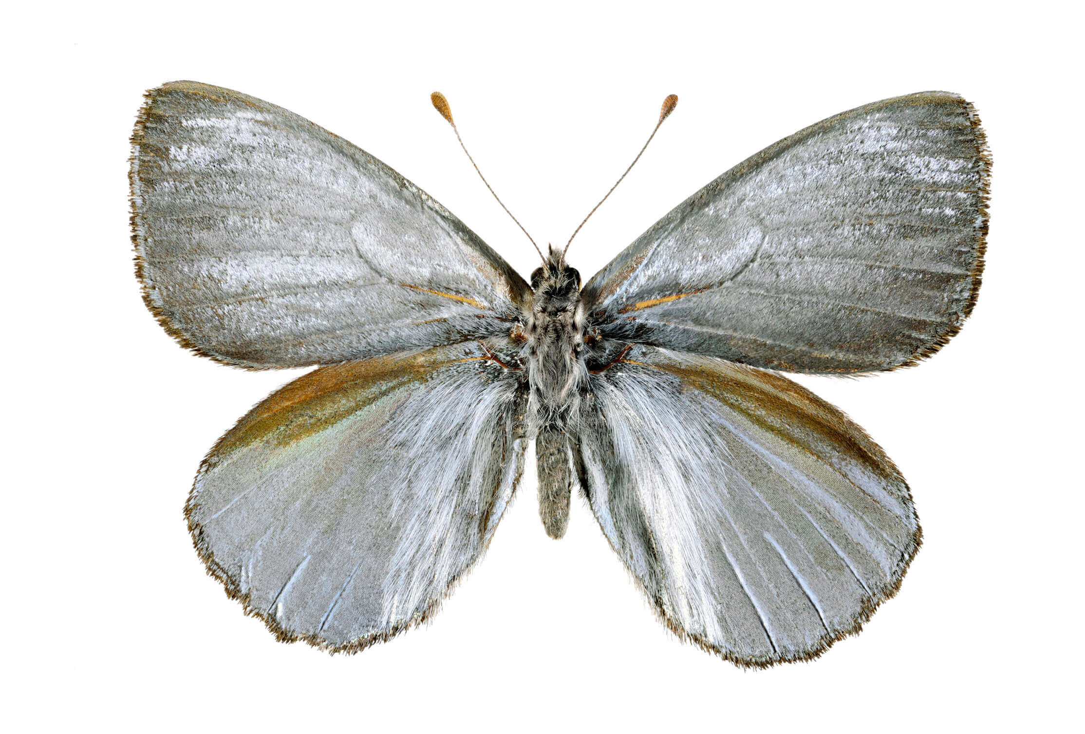 Mariposa plataeada (Argyrophorus argenteus argenteus), ejemplar macho.