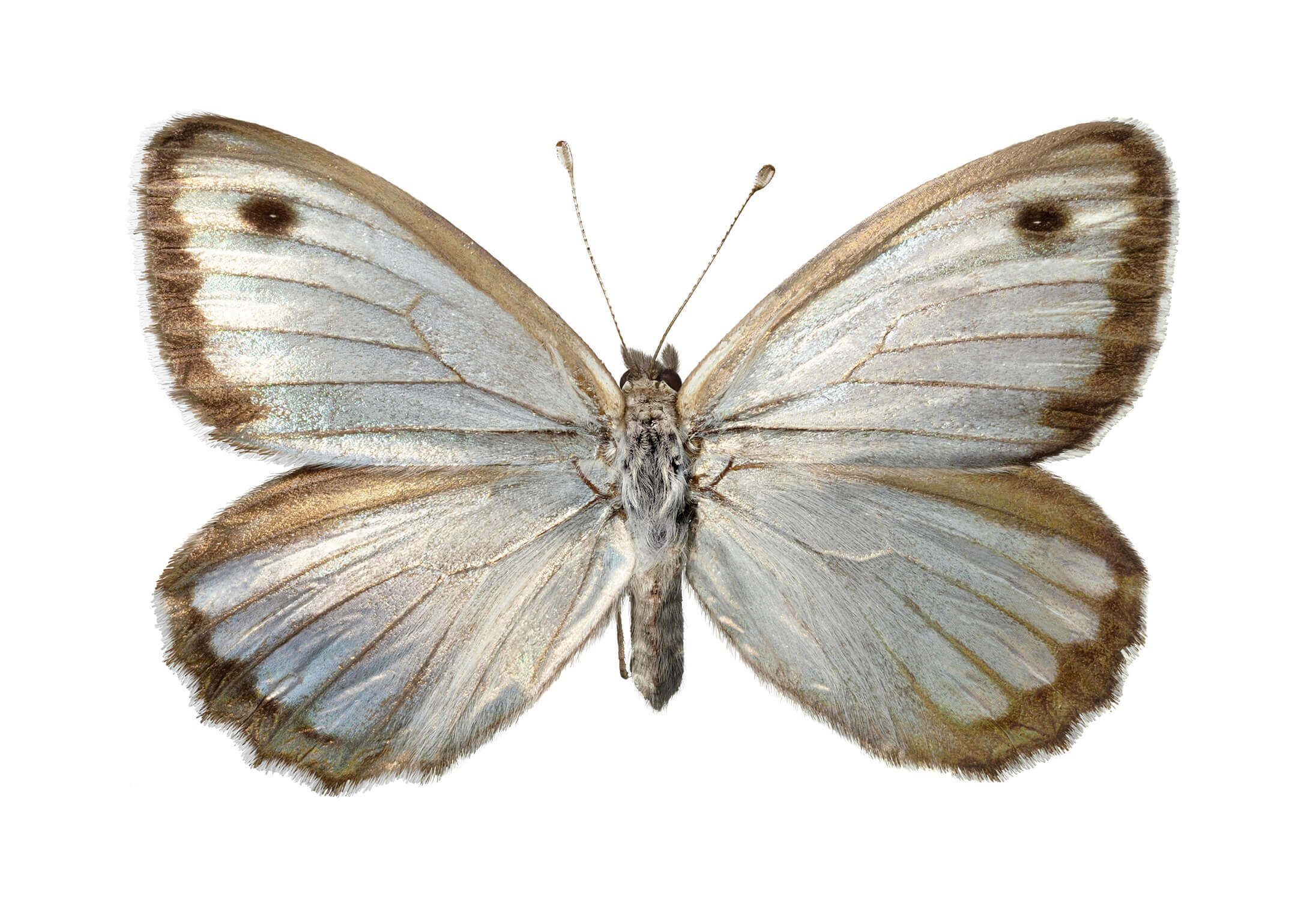 Mariposa plateada (Argyrophorus argenteus argenteus). Es la única mariposa plateada del mundo. Presentan dimorfismo sexual: los machos son completamente plateados, mientras que las hembras son un poco mas opacas y tienen un borde café oscuro en sus alas (como el ejemplar de la imagen).