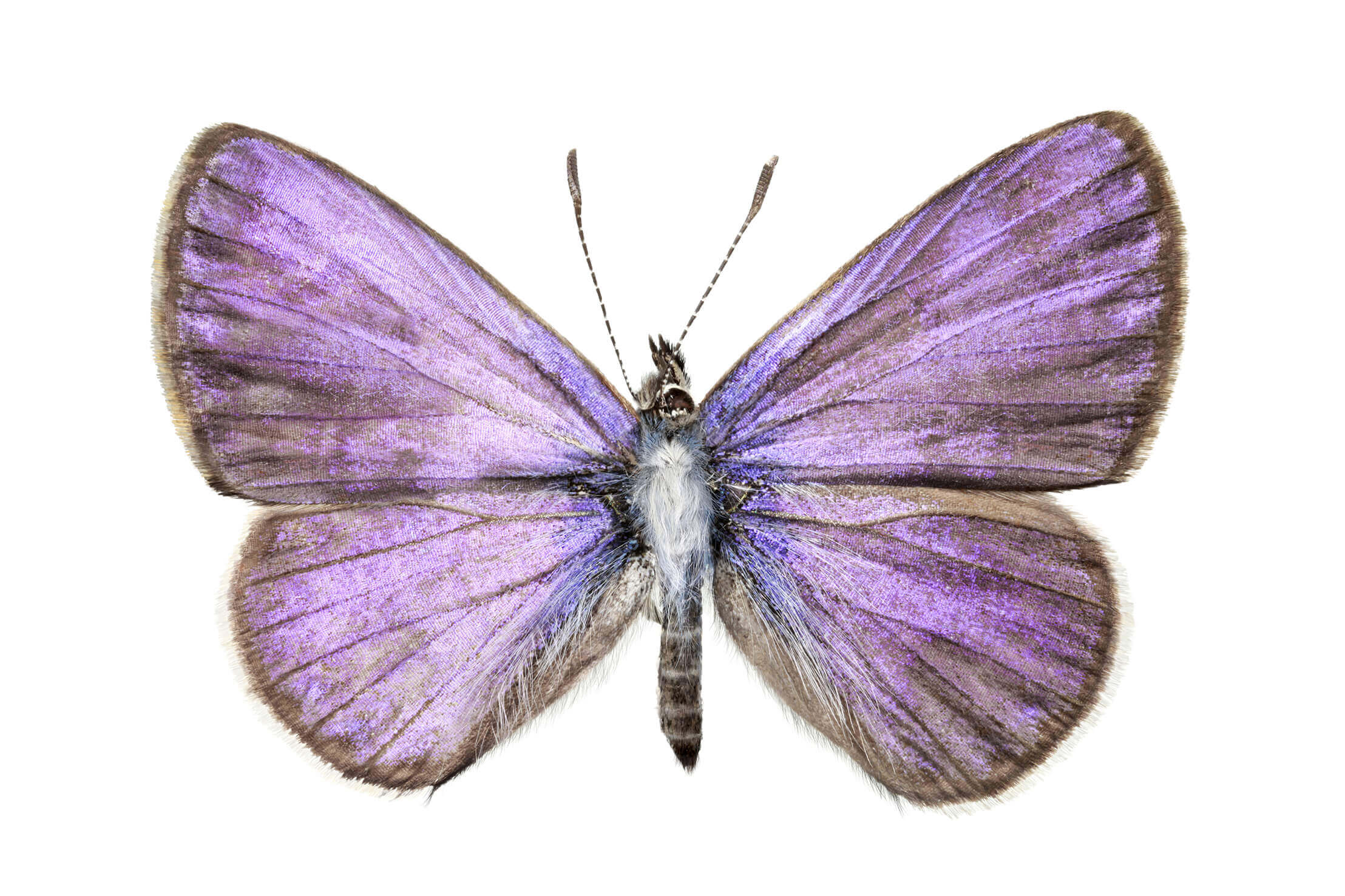 Licena del tamarugo (Leptotes trigemmatus). Esta especie presenta un marcado dimorfismo sexual: mientras los machos son de un llamativo color azul-celeste iridiscente (como el ejemplar de la imagen), las hembras son de color café.