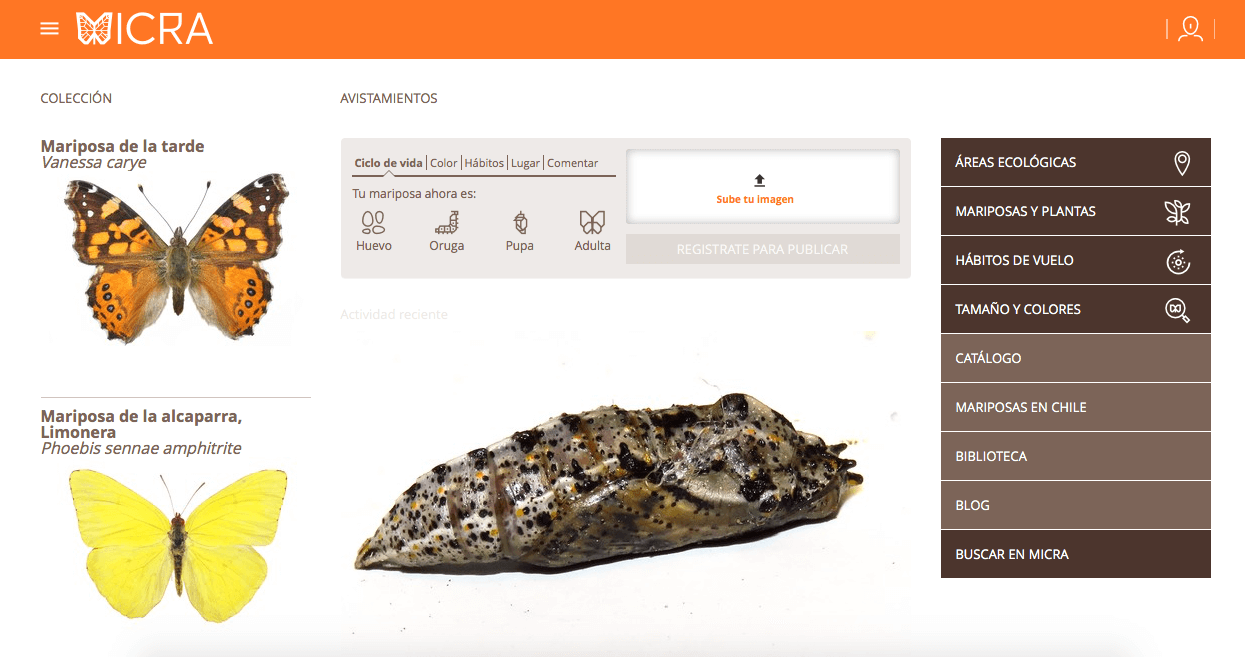 Con imágenes de muy buena calidad y un diseño intuitivo, la página web de Micra invita a aprender y aportar al conocimiento sobre las mariposas de Chile