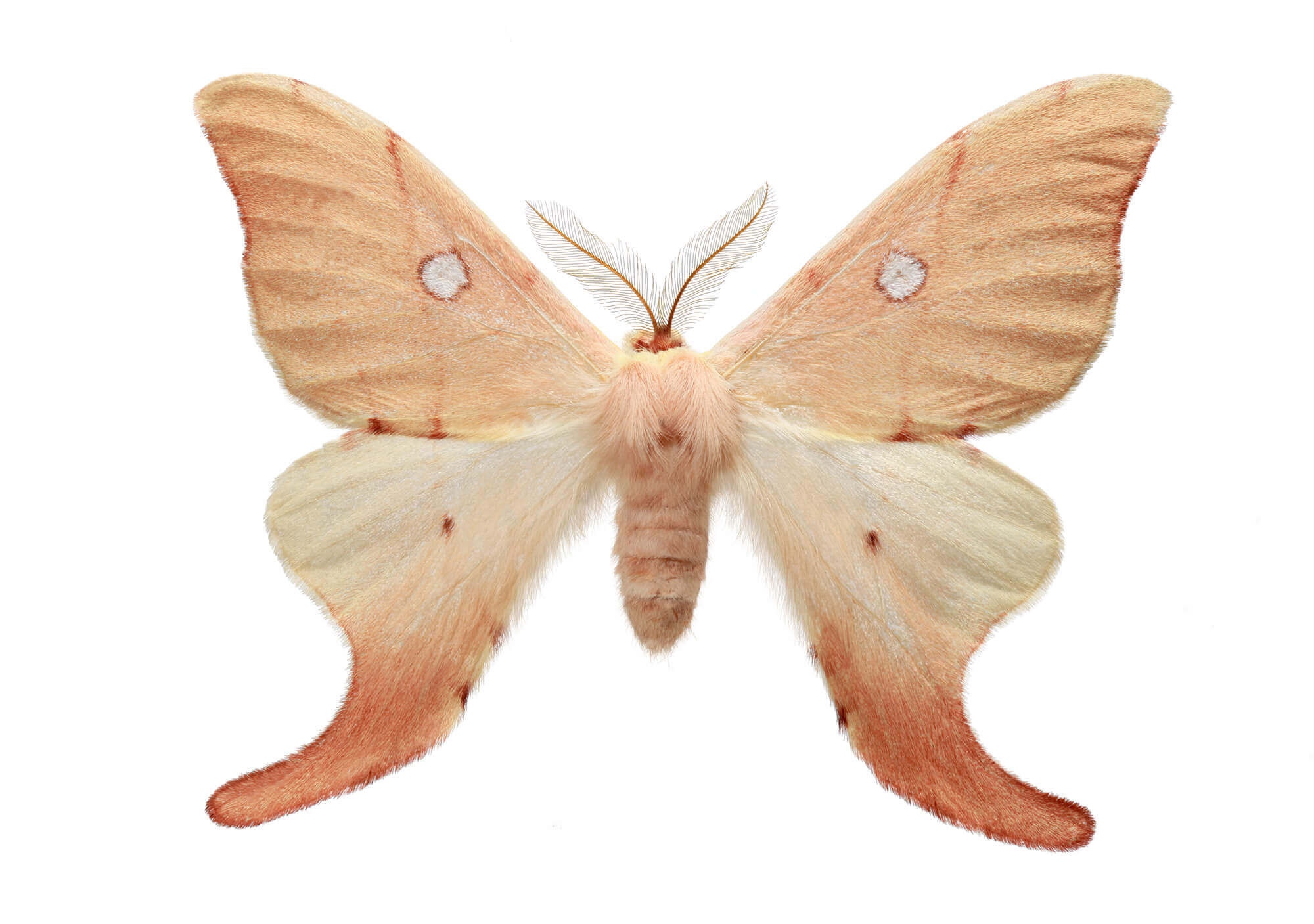 La mariposa cercofana (Cercophana venusta) es una polilla que habita en la zona central de Chile. Durante el día se mantienen en reposo, volando sólo de noche.