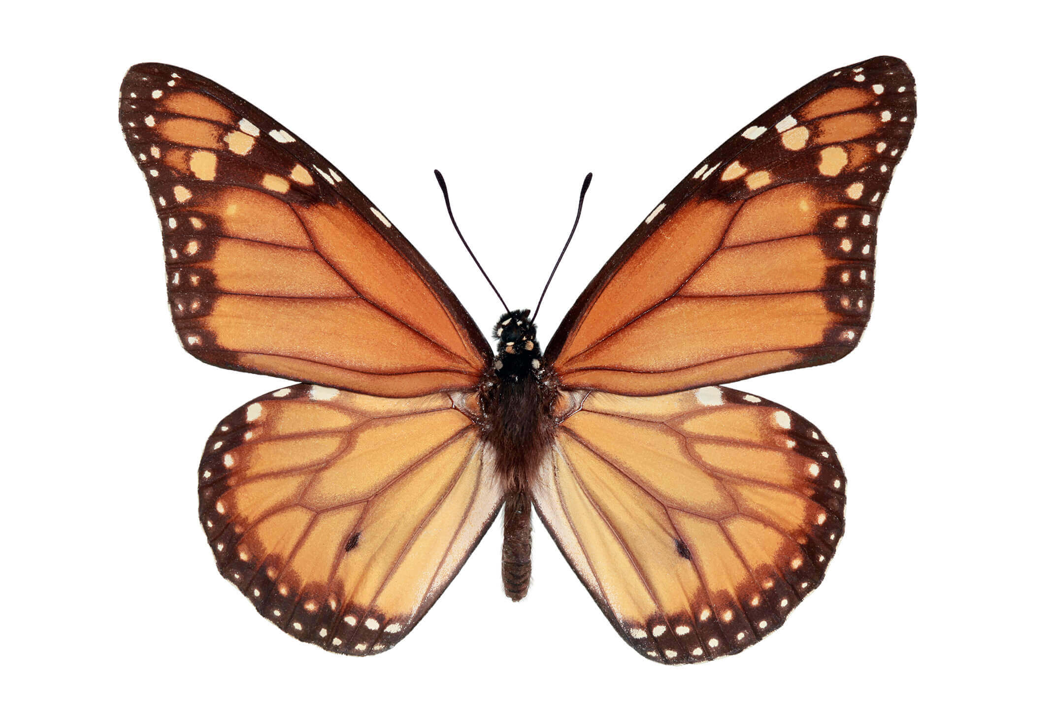 Mariposa monarca del sur (Danaus erippus). Está emparentada con la emblemática mariposa monarca del norte, que migra desde EE.UU. y Canadá hasta México. La coloración de sus alas es igual por ambos lados y puede cubrir grandes distancias de vuelo: desde el extremo norte del país hasta la región de La Araucanía.