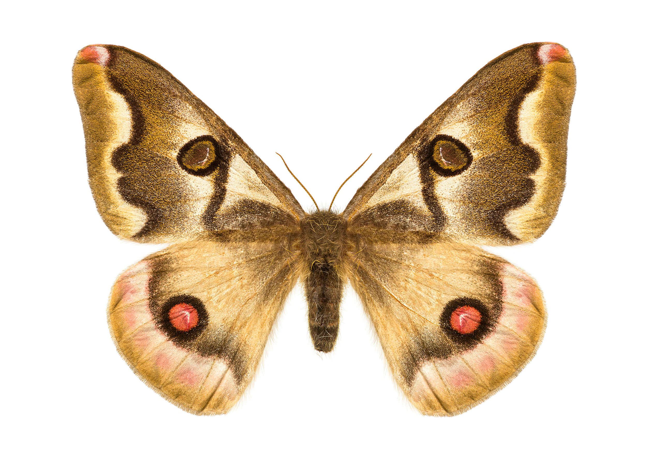 Polythysana rubrescens. Conocida como polilla búho, el macho vuela de día y la hembra de noche. Los machos son más coloridos que las hembras, pero ambos poseen una mancha redonda con apariencia de ojo.