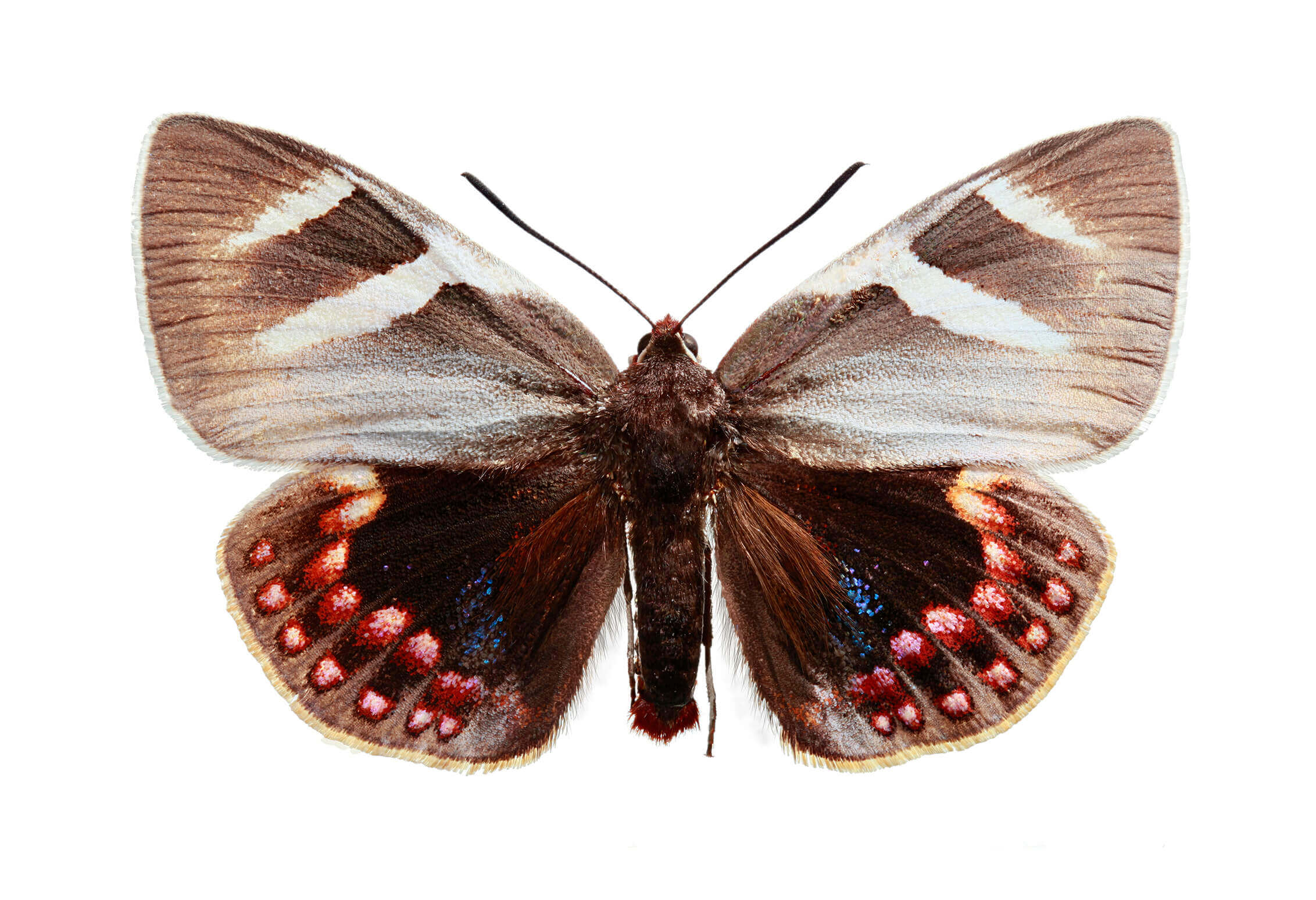 La mariposa del chagual (Castina psittacus) es conocida también como mariposa papagayo debido a la diversidad de colores de sus escamas. Es una especie endémica de Chile y está íntimamente relacionada al chagual (puya sp.), plantas en las que se reproducen. Las hembras no vuelan.