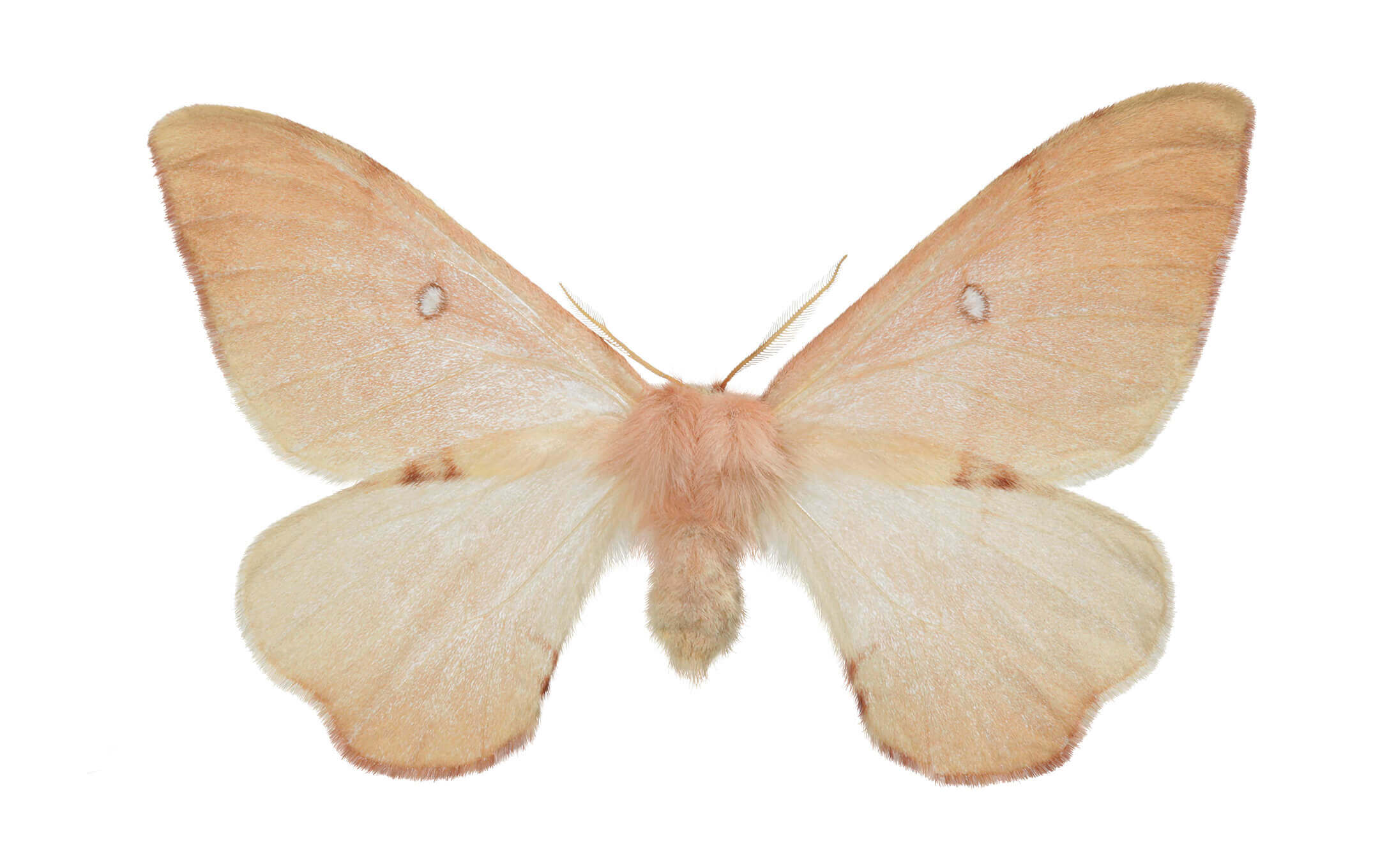 Mariposa cercofana (Cercophana venusta), ejemplar hembra.