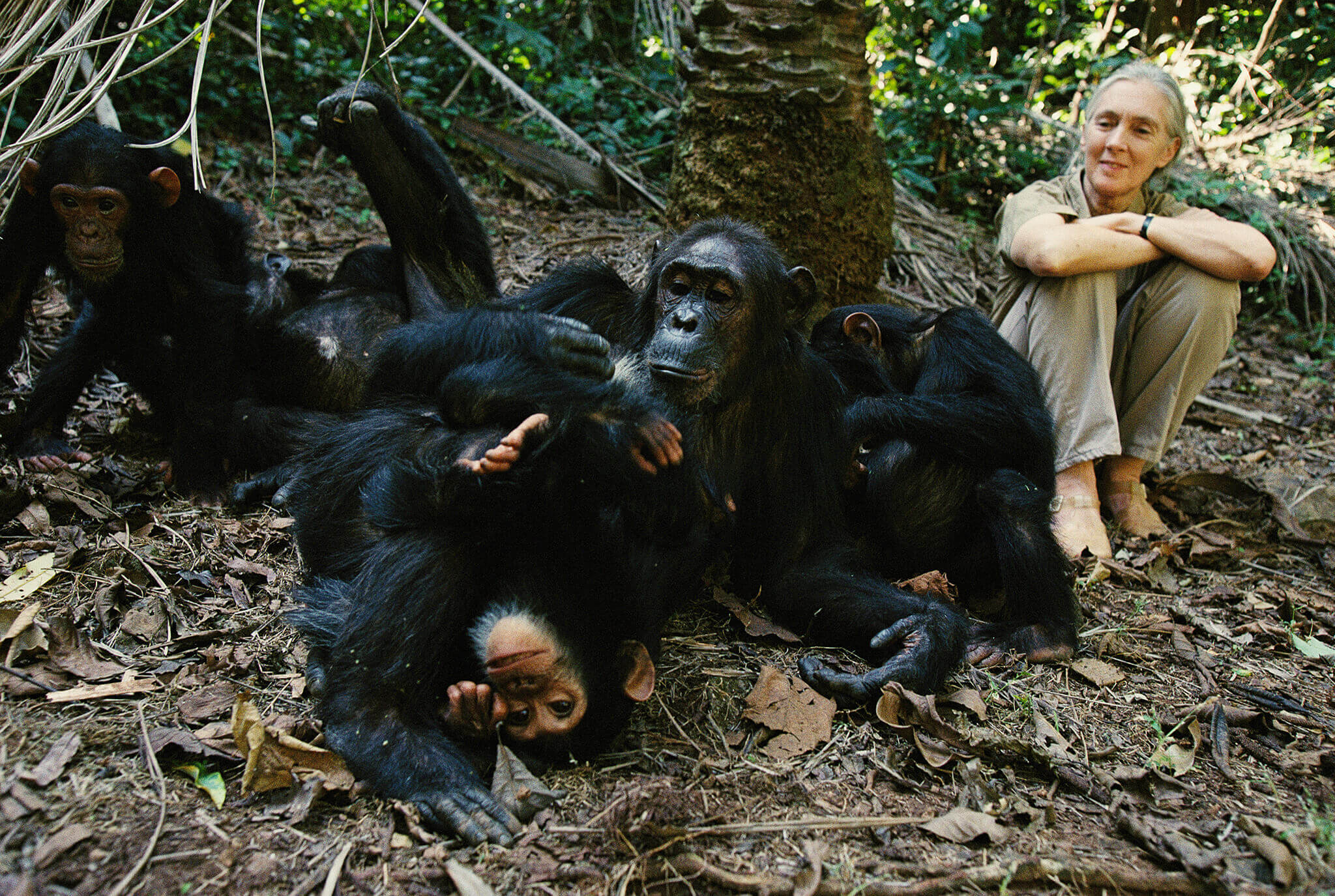 Jane Goodall trabajó con chimpancés en el Parque Nacional Gombe Stream en Tanzania. Al igual que Diane Fossey fue el paleoarqueólogo keniano Louis Leakey quién la incitó a trabajar con grandes simios (© National Geographic)