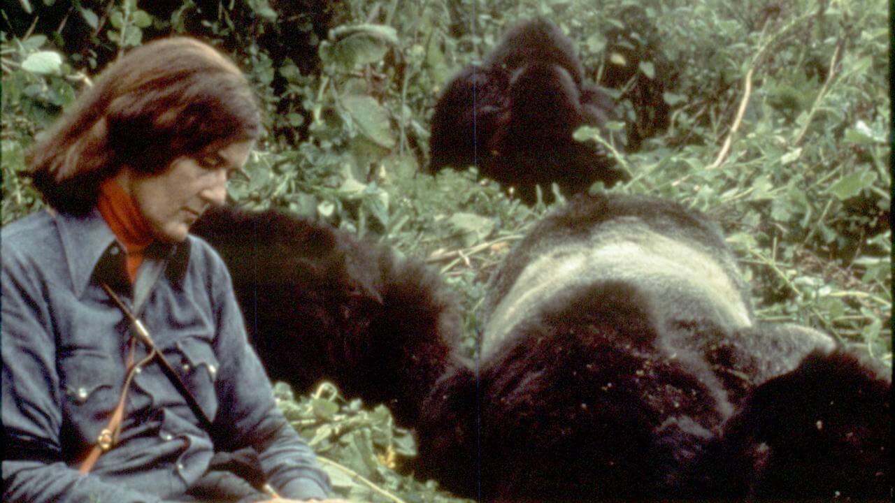 Para trabajar con los gorilas de montaña, Dian Fossey debía primero lograr se acostumbraran a su presencia (©Ian Redmond)