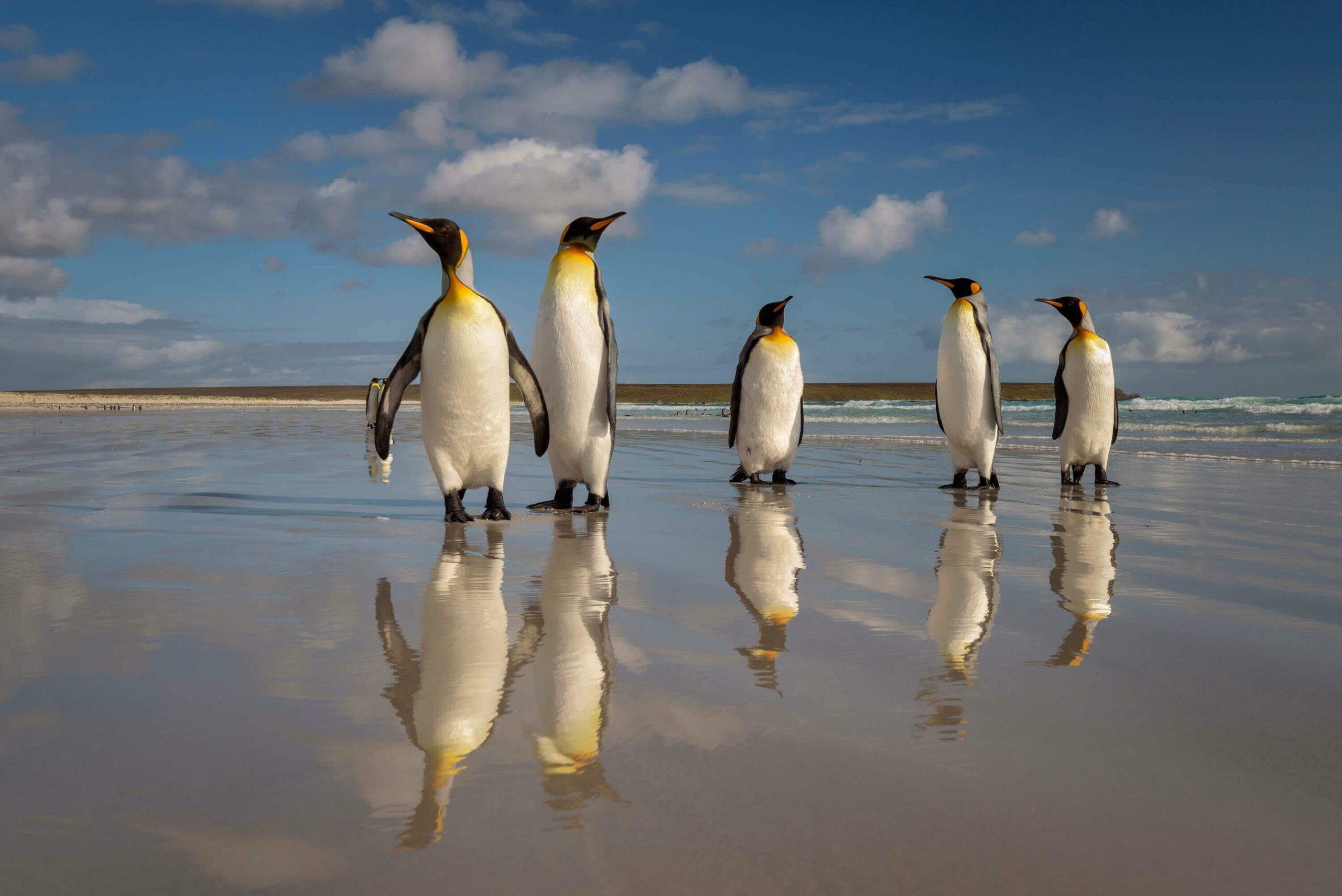 Islas Falkland: una naturaleza salvaje que te quitará el aliento