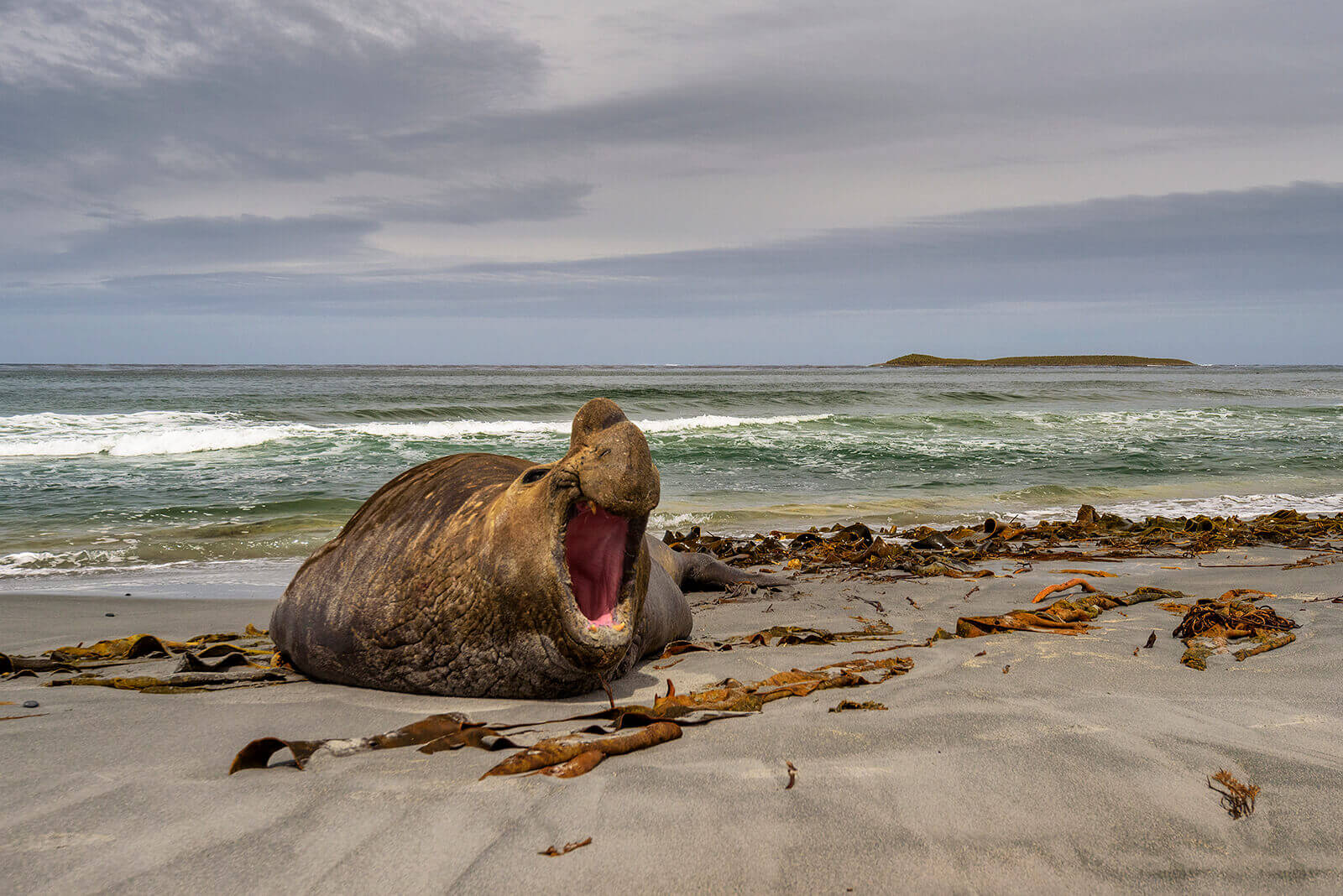 Elefante marino descansando en la costa. ©Natphoto