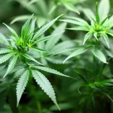 Tres voces que llaman a evaluar la legitimidad de la Cannabis sativa como planta medicinal