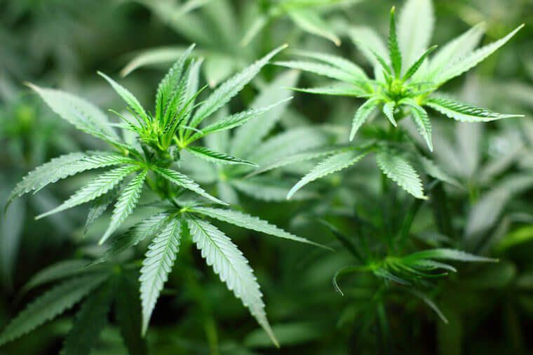 Tres voces que llaman a evaluar la legitimidad de la Cannabis sativa como planta medicinal