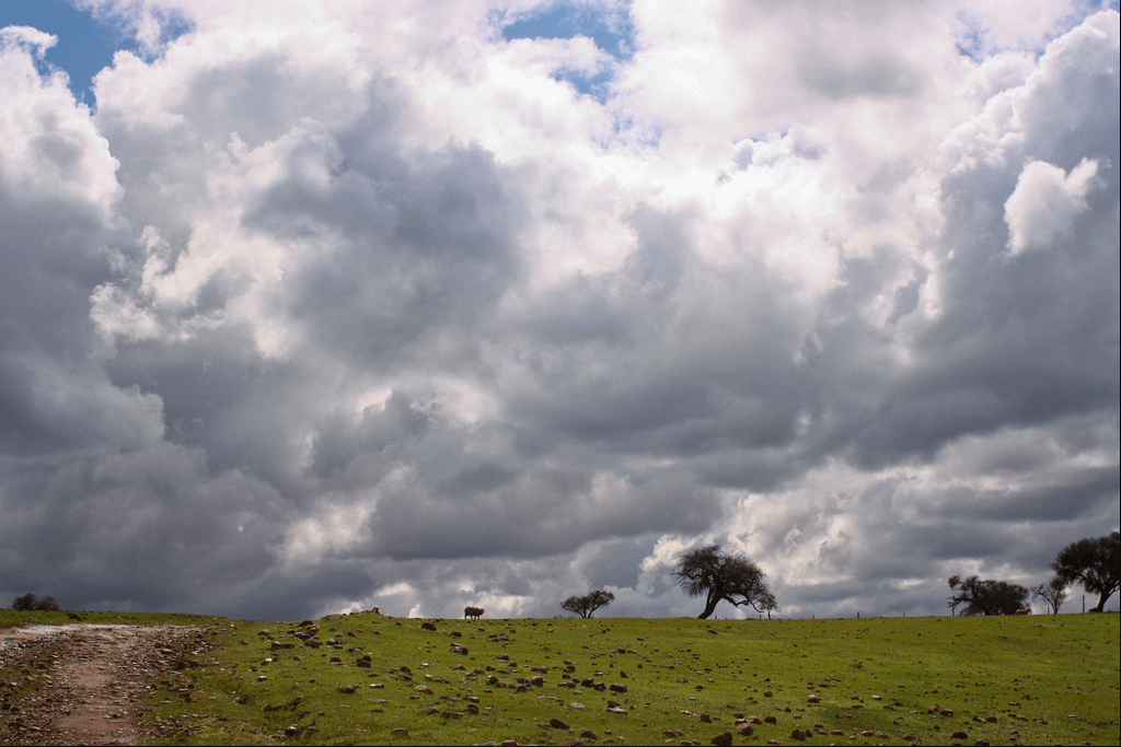 En primavera es común ver estos paisajes donde el prado aún se mantiene verde. © Amelia Ortúzar