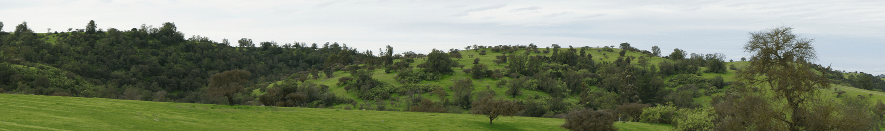 Rapel se caracteriza por una vegetación de clima secano donde predomina el Espino (Acacia caven) Foto © Sofía Ortúzar.