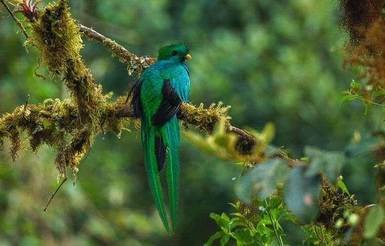 Quetzal macho ©Francesco Veronesi