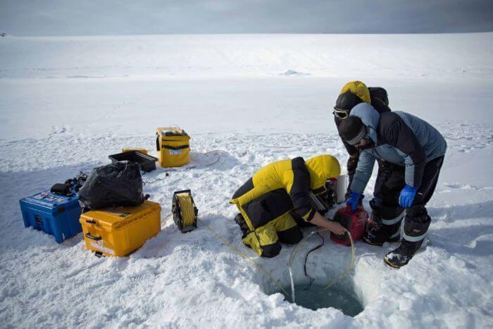 Científicos capturan inéditas imágenes de la vida submarina en la Antártica