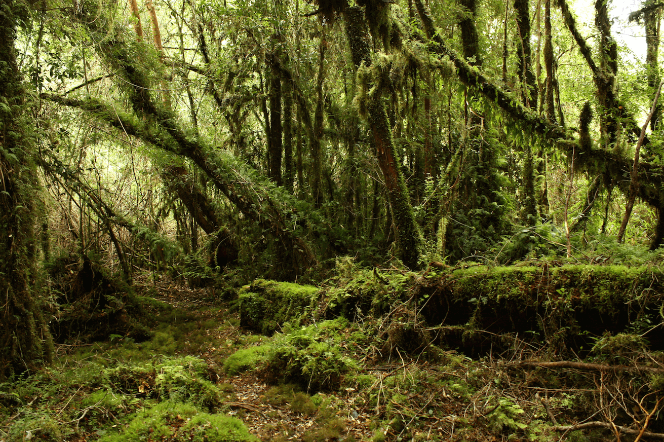 Bosque Siempre verde, Sendero Quilanlar. © Amelia Ortúzar