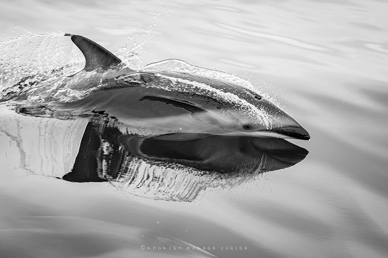 Delfín oscuro en Chañaral de Aceituno ©Rodrigo Moraga